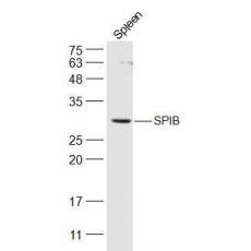 Anti-SPIB antibody
