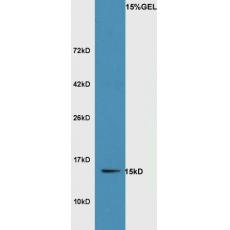 Anti-SRXN1 antibody
