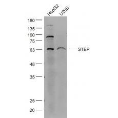 Anti-STEP antibody
