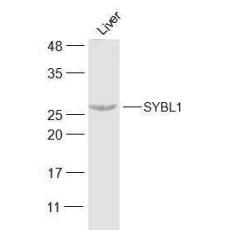 Anti-SYBL1 antibody