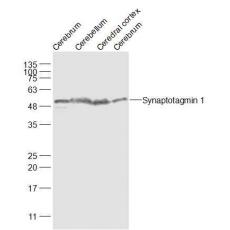 Anti-Synaptotagmin 1 antibody
