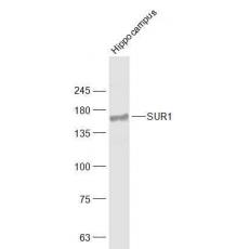 Anti-SUR1 antibody