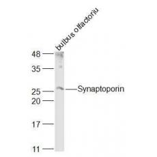 Anti-SYNPR/Synaptoporin antibody