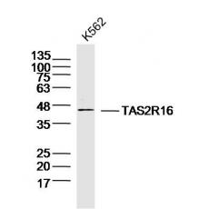 Anti-TAS2R16 antibody