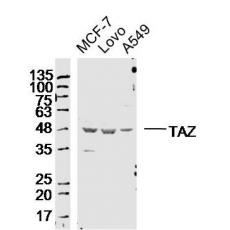 Anti-TAZ antibody