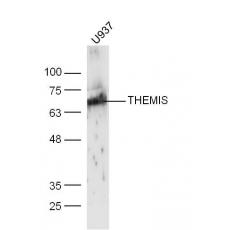 Anti-THEMIS antibody