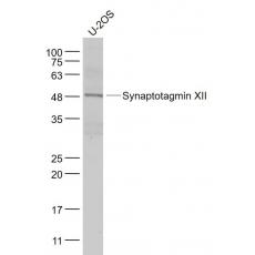 Anti-Synaptotagmin XII antibody