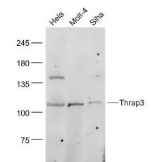 Anti-Thrap3 antibody