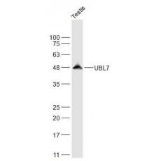 Anti-UBL7 antibody