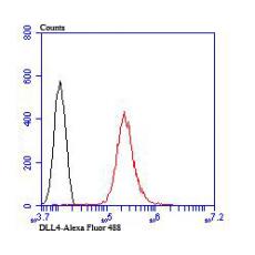 Anti-DLL4 antibody