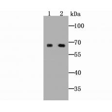 Anti-ZIP12 antibody