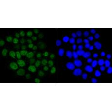 Anti-Cdc25C antibody