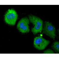 Anti-NLRC3 antibody