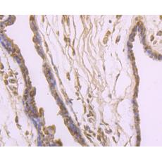 Anti-IL4 antibody