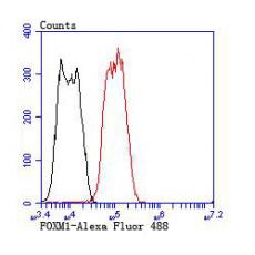 Anti-FOXM1 antibody
