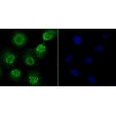 Anti-Fyn antibody