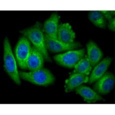 Anti-NLRP3 antibody