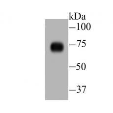 Anti-DLL4 antibody