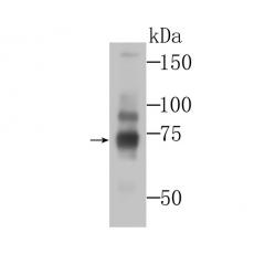 Anti-BMAL1 antibody