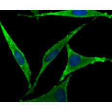 Anti-FOXO3A antibody