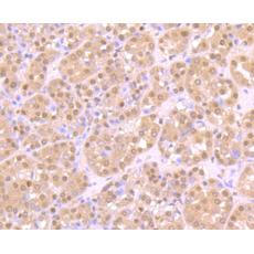 Anti-ZBTB48 antibody