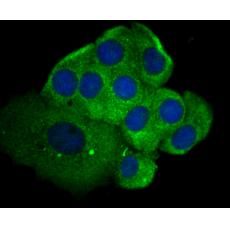 Anti-SHP-2 antibody
