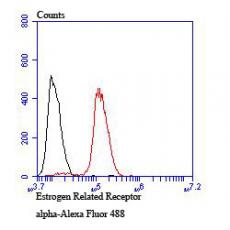 Anti-Estrogen Related Receptor alpha antibody