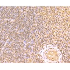 Anti-GAPDH antibody