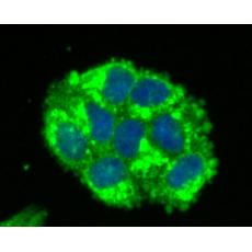 Anti-IDO antibody