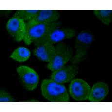 Anti-LC3A antibody