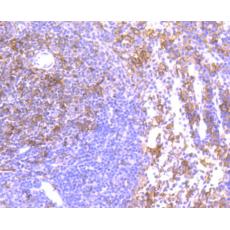 Anti-Iba1 antibody