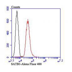Anti-SATB1 antibody