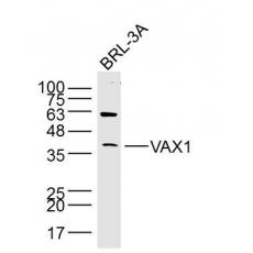 Anti-VAX1 antibody