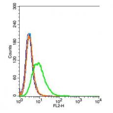 Anti-VNN1 antibody