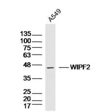 Anti-WIPF2 antibody