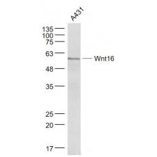 Anti-Wnt16 antibody