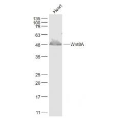 Anti-Wnt8A antibody