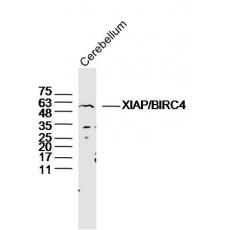 Anti-XIAP/BIRC4 antibody