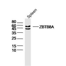 Anti-ZBTB8A antibody