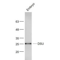 Anti-DSU antibody