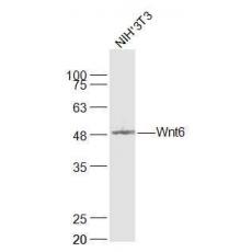 Anti-Wnt6 antibody