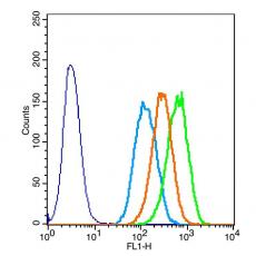 Anti-Elastin antibody