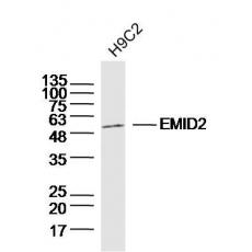 Anti-EMID2 antibody