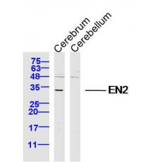Anti-EN2 antibody