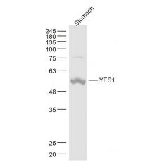 Anti-YES1 antibody