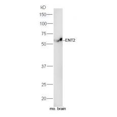 Anti-ENT2 antibody