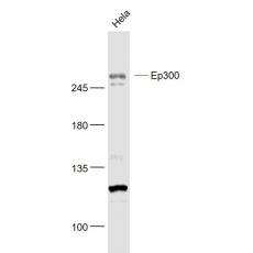 Anti-Ep300 antibody