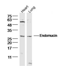 Anti-Endomucin antibody
