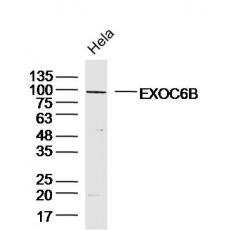 Anti-EXOC6B antibody