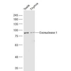 Anti-Exonuclease 1 antibody